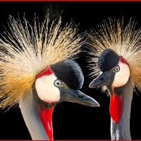 African Crowned Cranes - Howard Hunt